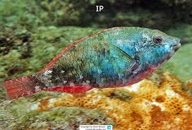 Image result for Sparisoma amplum