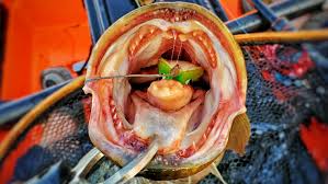 Image result for Channa argus