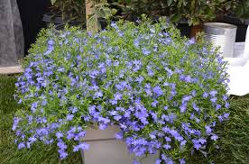 Image result for Lobelia erinus