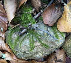 Attēlu rezultāti vaicājumam “Thuidium recognitum”