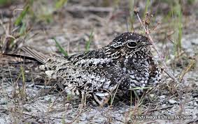 Image result for Chordeiles minor