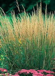 Attēlu rezultāti vaicājumam “Calamagrostis purpurea fruit”