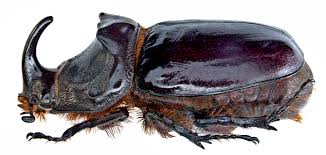 Attēlu rezultāti vaicājumam “Oryctes nasicornis”