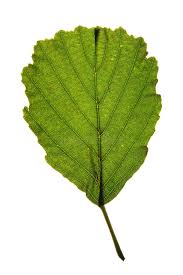 Attēlu rezultāti vaicājumam “Alnus glutinosa leaf”