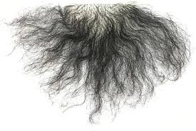 Image result for schamhaar