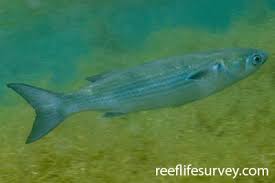 Image result for Mugil curema