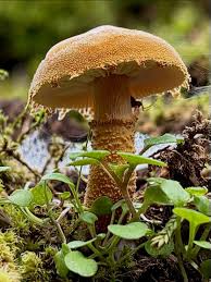 Attēlu rezultāti vaicājumam “Cystoderma amianthinum”