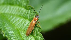 Attēlu rezultāti vaicājumam “Denticollis linearis”