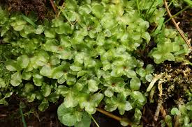 Attēlu rezultāti vaicājumam “Rhizomnium punctatum sporophyte”