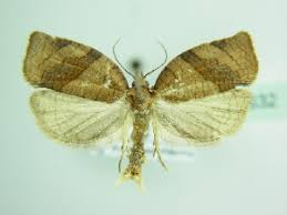 Attēlu rezultāti vaicājumam “Pandemis cinnamomeana female”