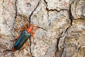 Attēlu rezultāti vaicājumam “Rhamnusium bicolor”