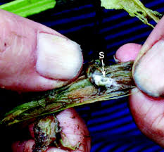 Attēlu rezultāti vaicājumam “Stemonitis flavogenita stalked”