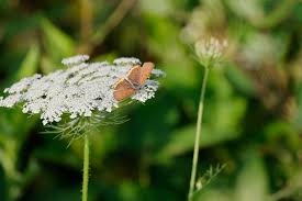 Attēlu rezultāti vaicājumam “Craniophora ligustri larva”