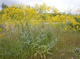 Image result for Isatis tinctoria