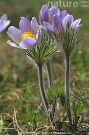 Attēlu rezultāti vaicājumam “Pulsatilla patens”