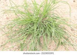 Attēlu rezultāti vaicājumam “Juncus bufonius”