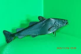 Image result for Gadus macrocephalus