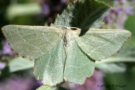 Attēlu rezultāti vaicājumam “Thalera fimbrialis”