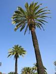 two palm trees with blue sky - via Daymix