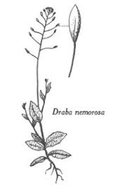 Attēlu rezultāti vaicājumam “Draba nemorosa fruit”