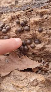 Attēlu rezultāti vaicājumam “Lycogala cf. fossiculatum young”