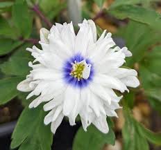 Attēlu rezultāti vaicājumam “Anemone nemorosa flower”