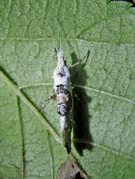 Attēlu rezultāti vaicājumam “Ypsolopha asperella”