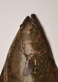 Image result for Hippoglossus hippoglossus