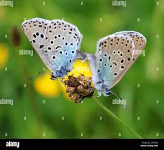 Attēlu rezultāti vaicājumam “Phengaris arion”