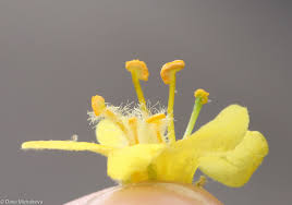 Attēlu rezultāti vaicājumam “Verbascum thapsus bud”