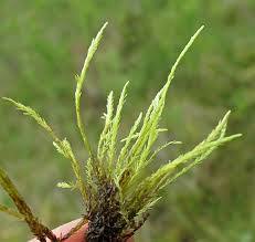 Attēlu rezultāti vaicājumam “Straminergon stramineum”