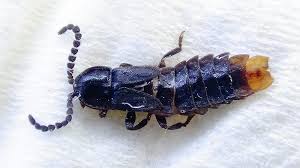 Attēlu rezultāti vaicājumam “Phosphaenus hemipterus male”