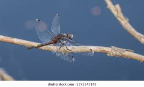 Attēlu rezultāti vaicājumam “Leucorrhinia caudalis male”