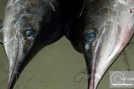 Image result for Xiphias gladius