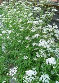 Image result for Pimpinella major