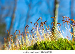 Attēlu rezultāti vaicājumam “Polytrichales”