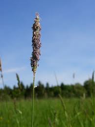 Attēlu rezultāti vaicājumam “Alopecurus pratensis flower”