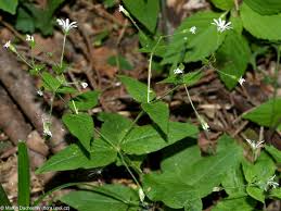 Attēlu rezultāti vaicājumam “Stellaria nemorum bud”