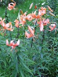 Attēlu rezultāti vaicājumam “Lilium lancifolium”