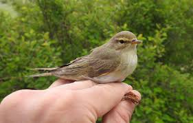 Attēlu rezultāti vaicājumam “Phylloscopus trochilus”