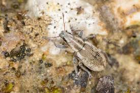 Attēlu rezultāti vaicājumam “Sitona sp.”