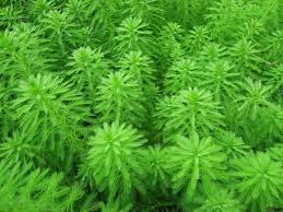 「粉綠狐尾藻」的圖片搜尋結果