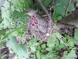 Attēlu rezultāti vaicājumam “Sylvia borin nest”