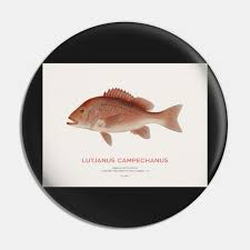 Image result for Lutjanus campechanus