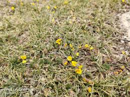 Attēlu rezultāti vaicājumam “Potentilla arenaria bud”
