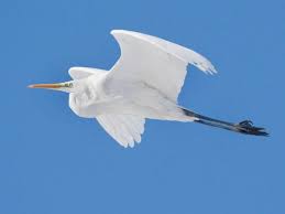 Attēlu rezultāti vaicājumam “Egretta alba”