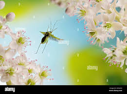 Attēlu rezultāti vaicājumam “Stenotus binotatus male”