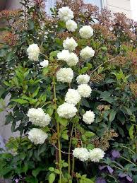 Attēlu rezultāti vaicājumam “Rubus illecebrosus”