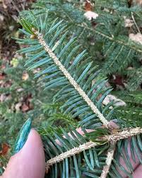 Attēlu rezultāti vaicājumam “Picea”