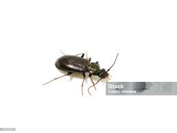 Attēlu rezultāti vaicājumam “Loricera pilicornis”